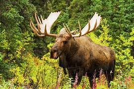 If a moose feels threatened by your presence,