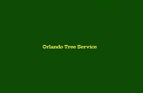 At Orlando Tree Service, we offer comprehensive tree